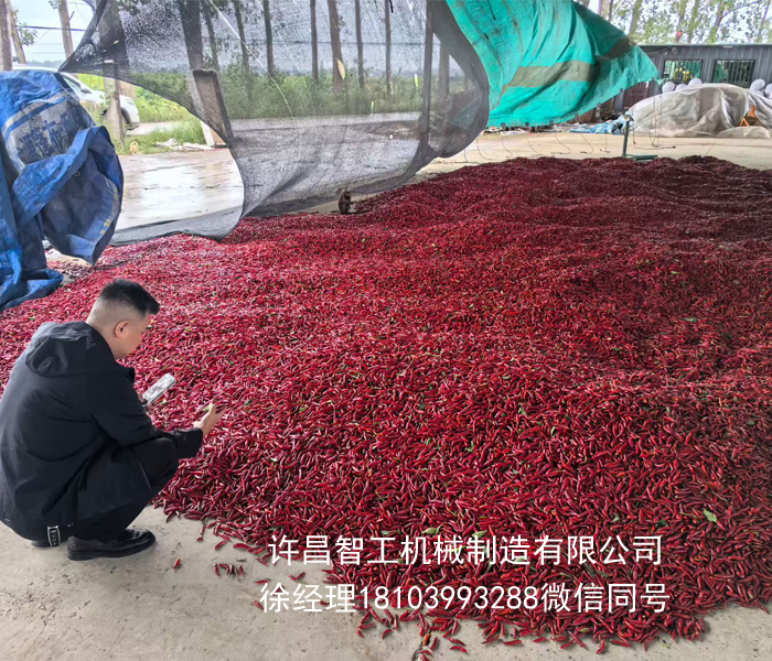 貴州客戶來廠試機(jī)電磁炒辣椒機(jī)器
